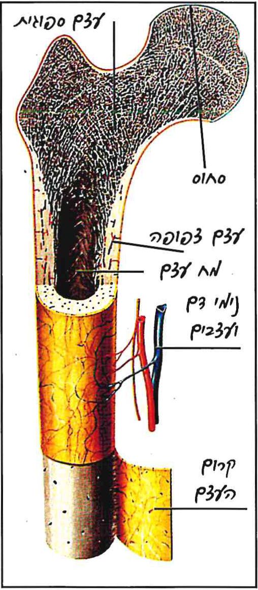 חתך רוחב בעצם הירך:עצם ספוגית, סחוס, עצם צפופה, מח עצם, נימי דם ועצבים, קרום העצם.